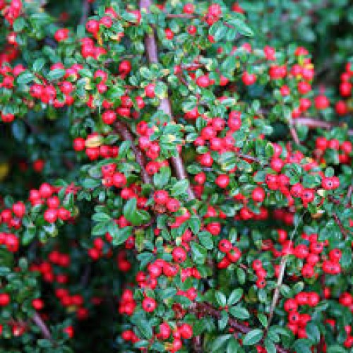 Kaulenis gulsčiasis  ( lot. Cotoneaster horizontalis) 