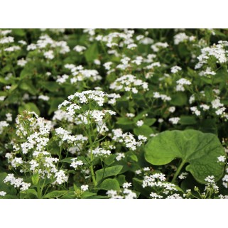 Brunera didžialapė (lot.Brunnera macrophylla) Betty Bowring