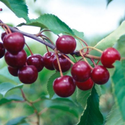 Vyšnia ( lot.Prunus cerasus) Kelleris 16