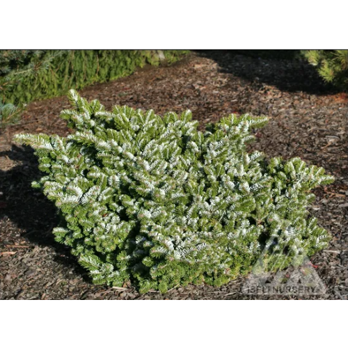 Kėnis vičio( lot. Abies veitchii)  Heddergot