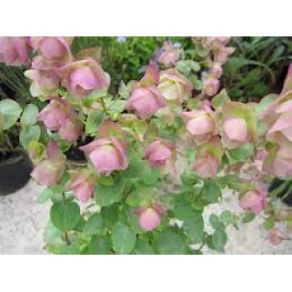 Raudonėlis ( lot. Origanum) Kent Beauty