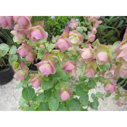 Raudonėlis ( lot. Origanum) Kent Beauty