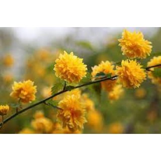 Kerija japoninė( lot. Kerria japonica) Pleniflora