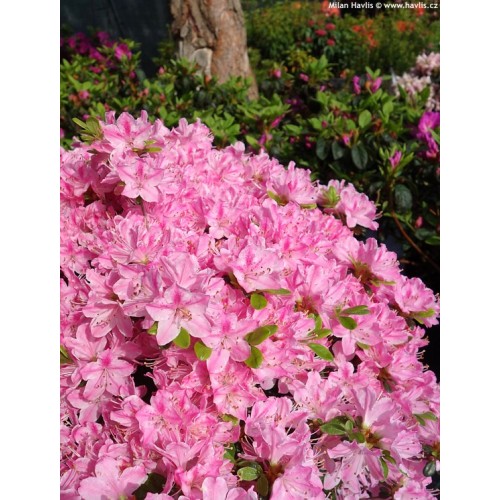 Azalija japoninė  ( lot. Azalea japonica) Kermesina Rose