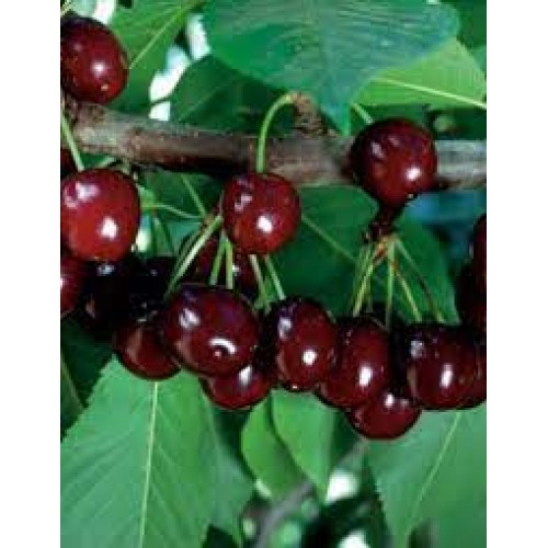 Kero vyšnia ( lot.Prunus kerassis)