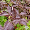 Sedula baltoji ( lot. Cornus alba) Kesselringii