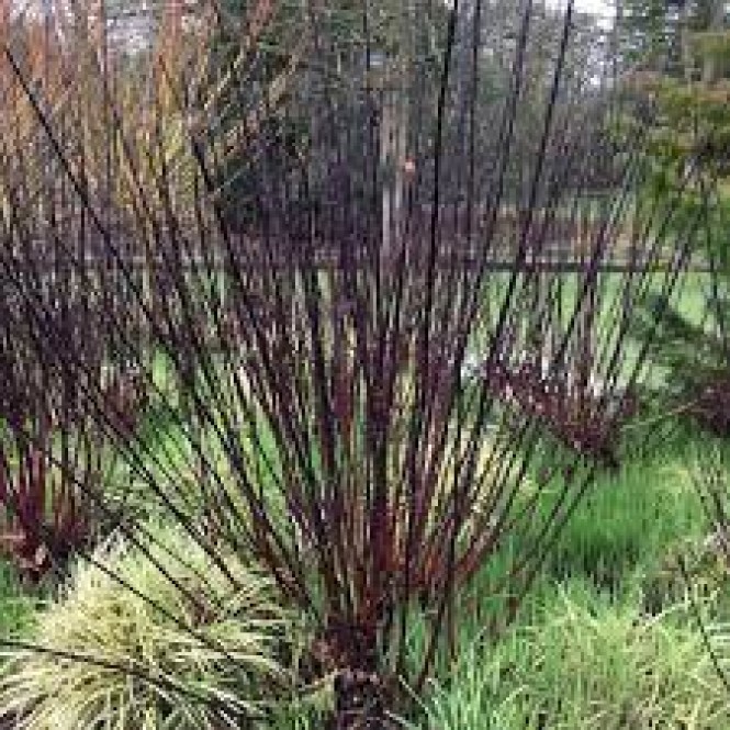 Sedula baltoji ( lot. Cornus alba) Kesselringii