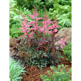  Astilbė (lot.Astilbe simplicifolia ) Key West