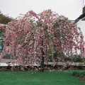 Vyšnia smailiadantė - sakura (Prunus serrulata)  Kiku-shidare-zakura