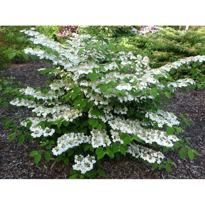 Putinas raukšlėtalapis ( lot. Viburnum plicatum)  Kilimandjaro 