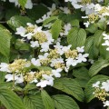 Putinas raukšlėtalapis ( lot. Viburnum plicatum)  Kilimandjaro 