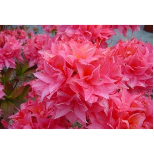 Azalija didžiažiedė  ( lot. Azalea deciduous)  Kilian