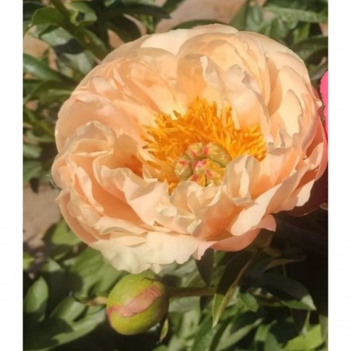 Bijūnas ( lot. peonia hybrida)  Kings Day 2025 ruduo