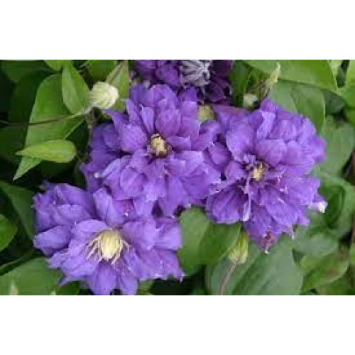 Raganė ( lot.Clematis) Kiri te Kanawa