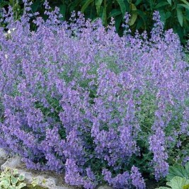 Katžolė faseno (lot. Nepeta x faassenii)  Kit Kat