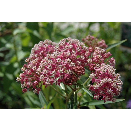 Klemalis raudonžiedis  (lot. Asclepias incarnata)  Cinderella