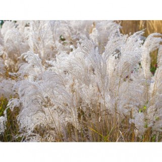 Miskantas kininis  ( lot. Miscanthus chinensis ) Kleine Fontaine