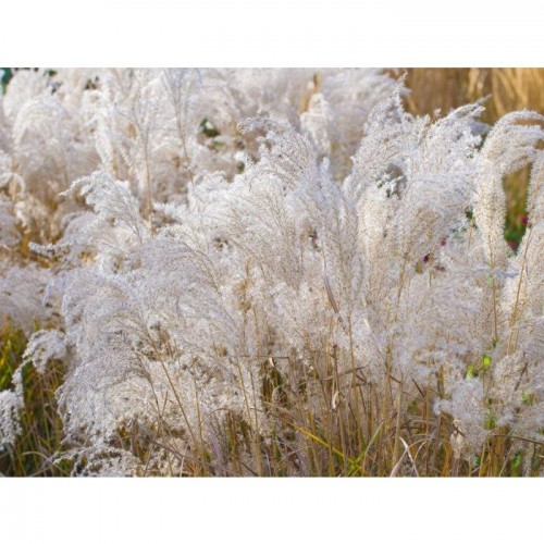 Miskantas kininis  ( lot. Miscanthus chinensis ) Kleine Fontaine