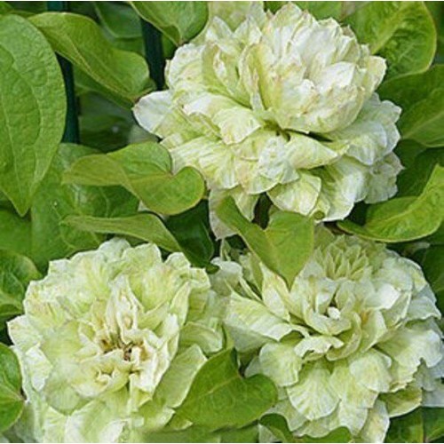 Raganė ( lot.Clematis)  Kohana