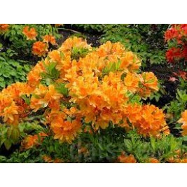Azalija didžiažiedė  ( lot. Azalea deciduous)  Klondyne Azalija didžiažiedė  ( lot. Azalea deciduous)  Klondyne