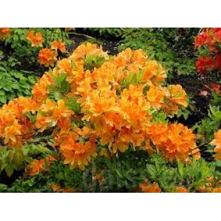 Azalija didžiažiedė  ( lot. Azalea deciduous)  Klondyne