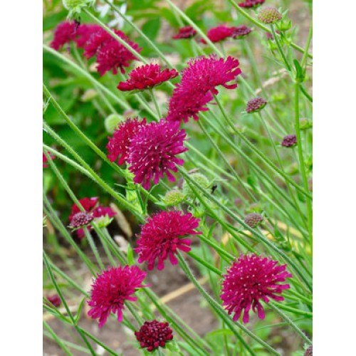 Makedoninė buožainė ( lot. Knautia macedonica) Red Knight