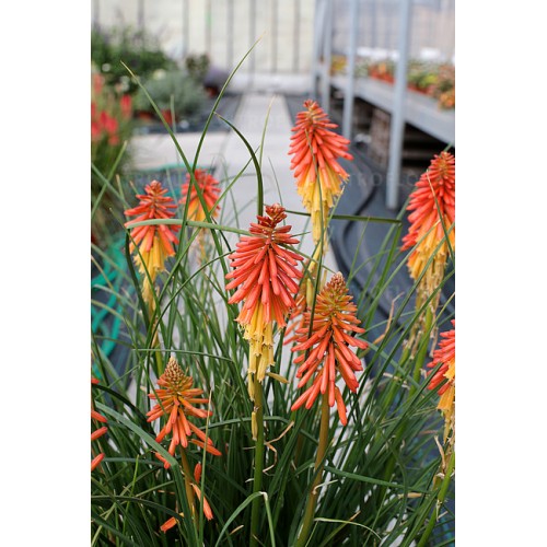 Knifofija (lot. Kniphofia uvaria) Papaya Popsicle