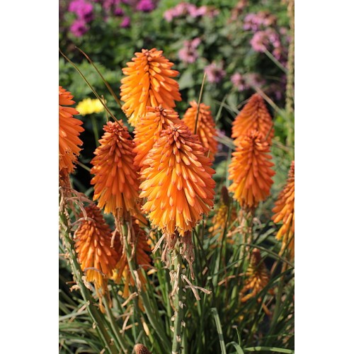 Knifofija (lot. Kniphofia uvaria) Poco Orange