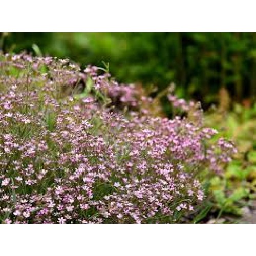 Guboja šliaužianti ( lot. Gypsophila repens)  Knuddel
