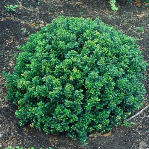 Raugerškis tunbergo ( lot. Berberis thunbergii) Kobold