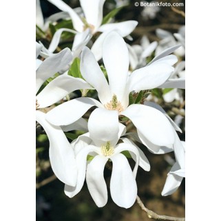 Magnolija  (lot. Magnolia) Wadas Memory