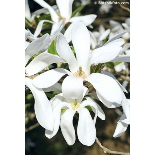 Magnolija  (lot. Magnolia) Wadas Memory