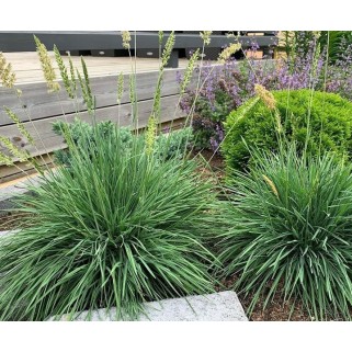 Melsvoji kelerija ( lot. Koeleria glauca ) Coolio