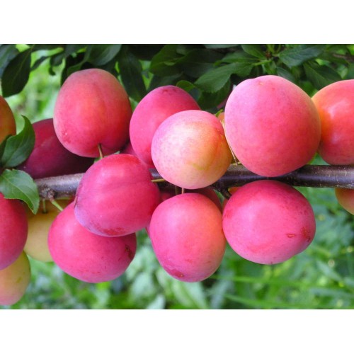 Slyva  ( lot.Prunus cerasifera)  Kometa