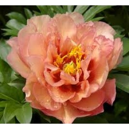 Bijūnas ( lot. peonia hybrida)  ITOH Copper Kettle,2026 ruduo