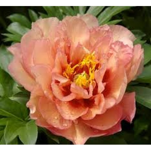 Bijūnas ( lot. peonia hybrida)  ITOH Copper Kettle,2026 ruduo