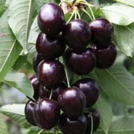 Trešnė ( lot.Prunus avium ) Kordia