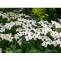 Sedula japoninė (lot. Cornus kousa ) Milky Way