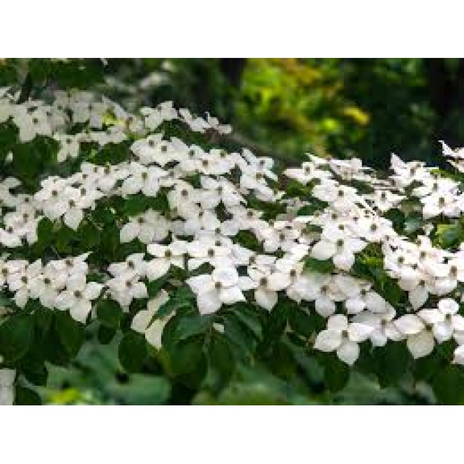 Sedula japoninė (lot. Cornus kousa )