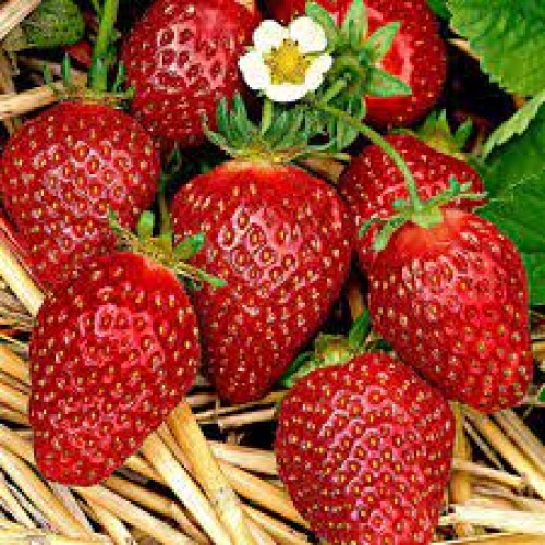 Braškė  (lot. Fragaria) Korona
