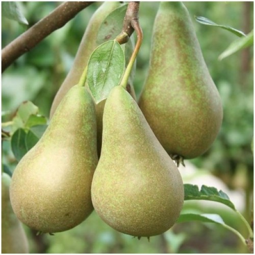 Kriaušė rudeninė  ( lot.Pyrus communis) Konferencine