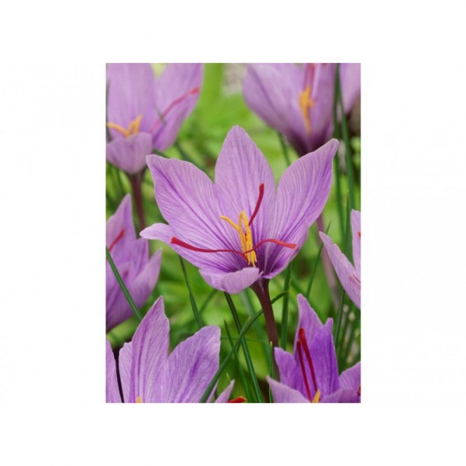 Krokai tikrieji (lot. Crocus sativus) -šafranas , 100 vnt
