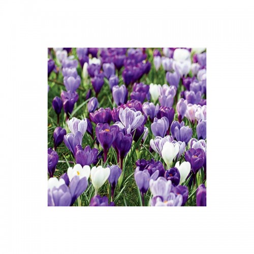 Krokų didžiažiedžių rinkinys (lot. Crocus)  ,,Banguojanti jūra" , 120 vnt
