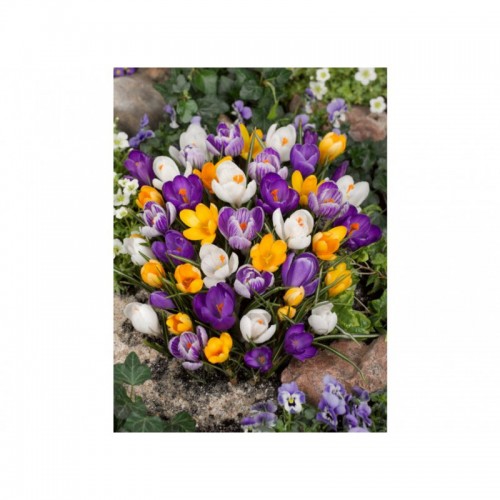 Krokų didžiažiedžių rinkinys (lot. Crocus)  ,,Saulėlydis pajūryje" , 120 vnt