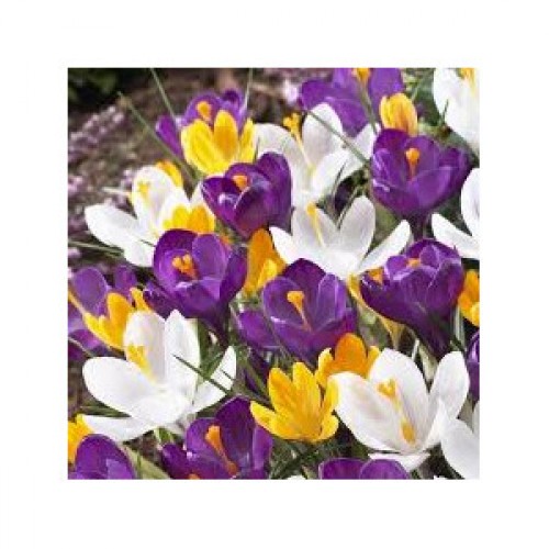 Krokų didžiažiedžių rinkinys (lot. Crocus)  ,,Spalvų jūra" , 30 vnt
