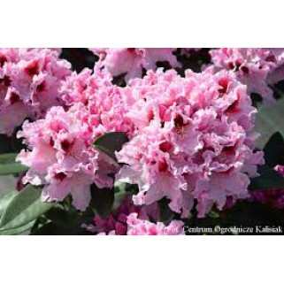 Rododendras ( lot. Rhododendron) Królowa Jadwiga