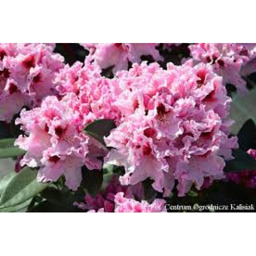 Rododendras ( lot. Rhododendron) Królowa Jadwiga
