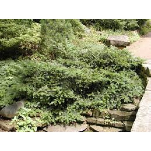 Kukmedis europinis ( lot. Taxus baccata )  Repandens