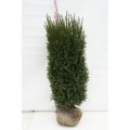 Kukmedis tarpinis ( lot. Taxus media ) Rising Star