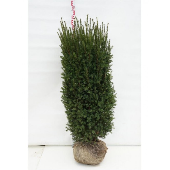 Kukmedis tarpinis ( lot. Taxus media ) Rising Star